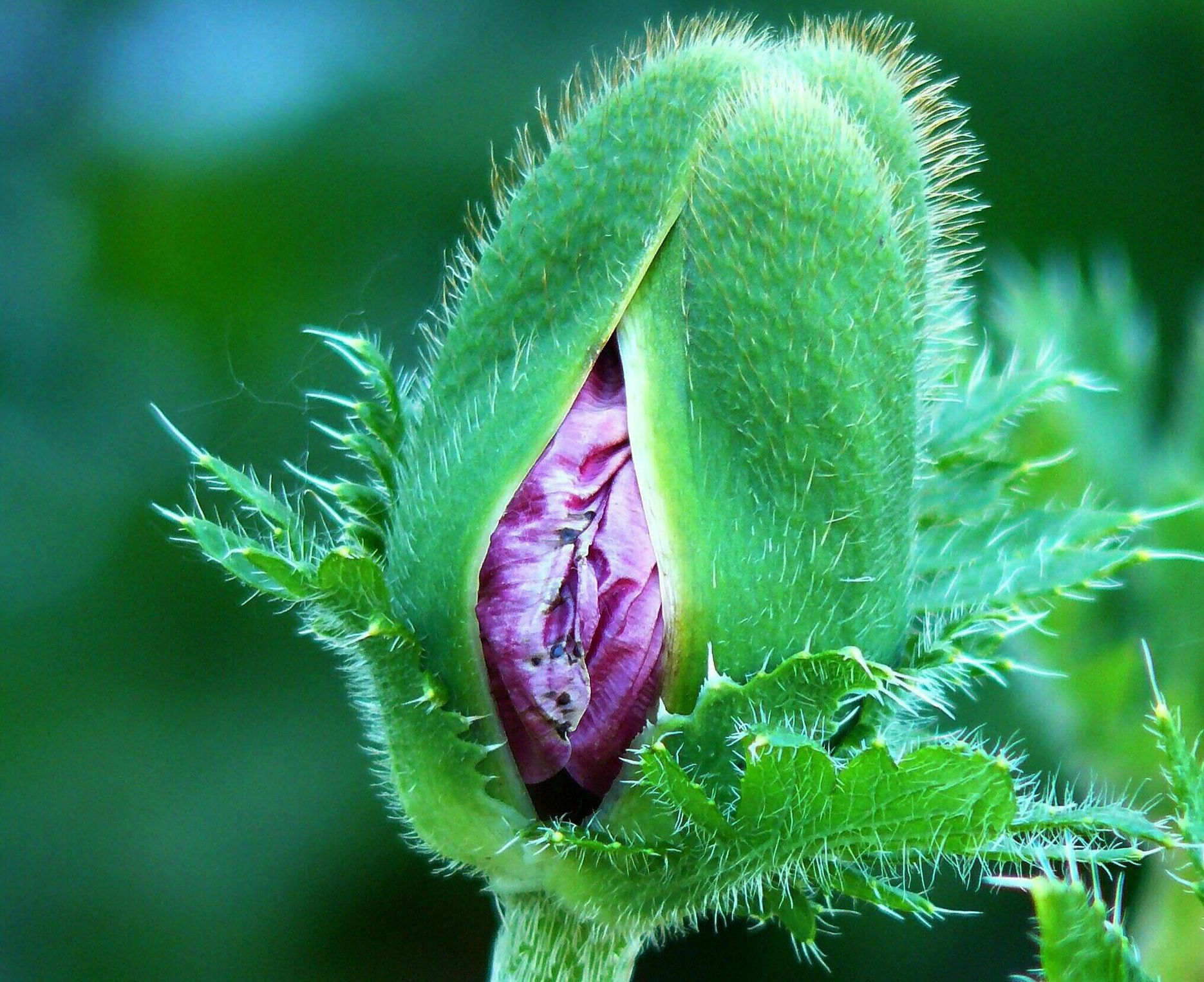 poppy